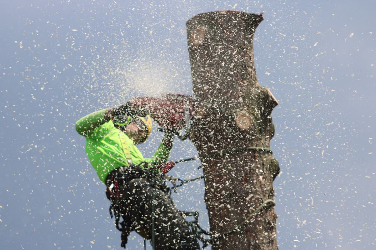 tree service contractors using Riveta